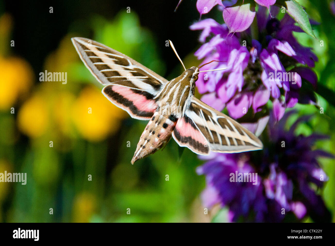 Kolibri-Hawk-moth Stockfoto