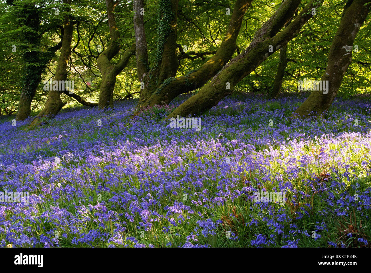 Mount Congreve Gardens; County Waterford, Irland Stockfoto