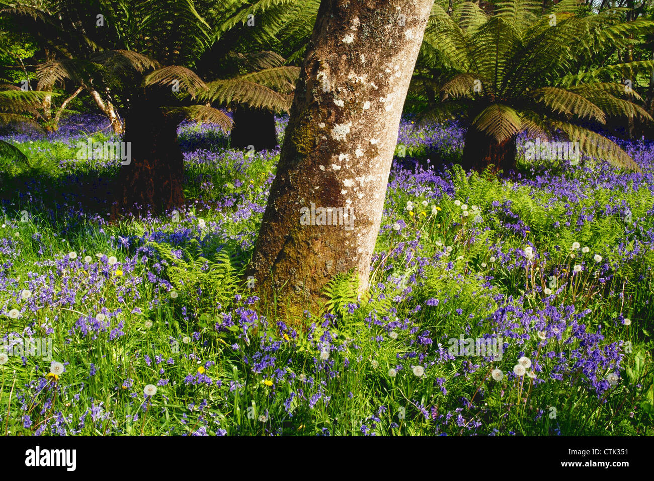 Mount Congreve Gardens; County Waterford, Irland Stockfoto