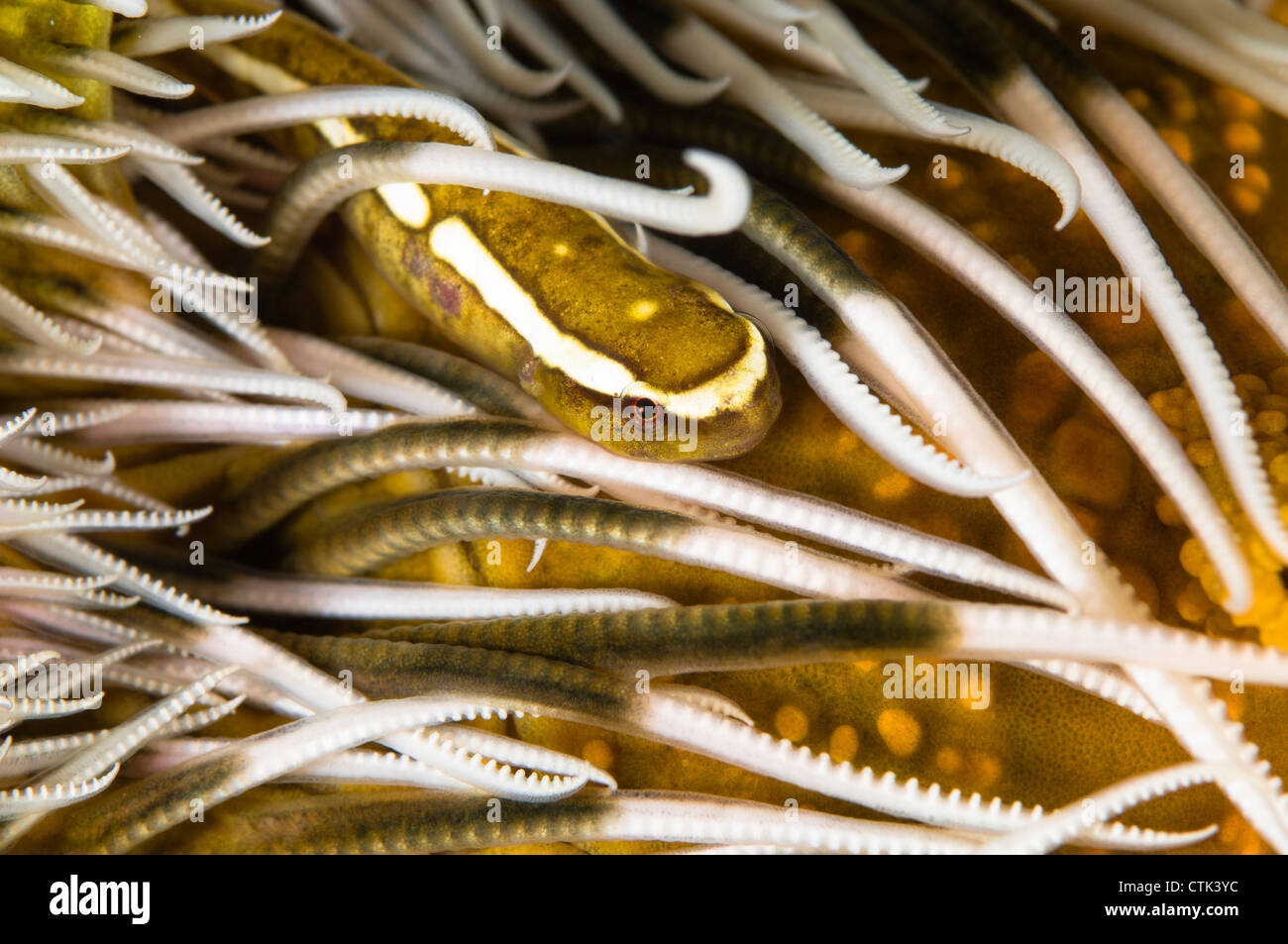 Fisch auf Crinoid zu Klammern. Australien Stockfoto