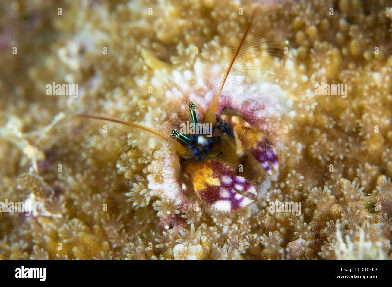 Einsiedlerkrebs in Koralle. Australien Stockfoto