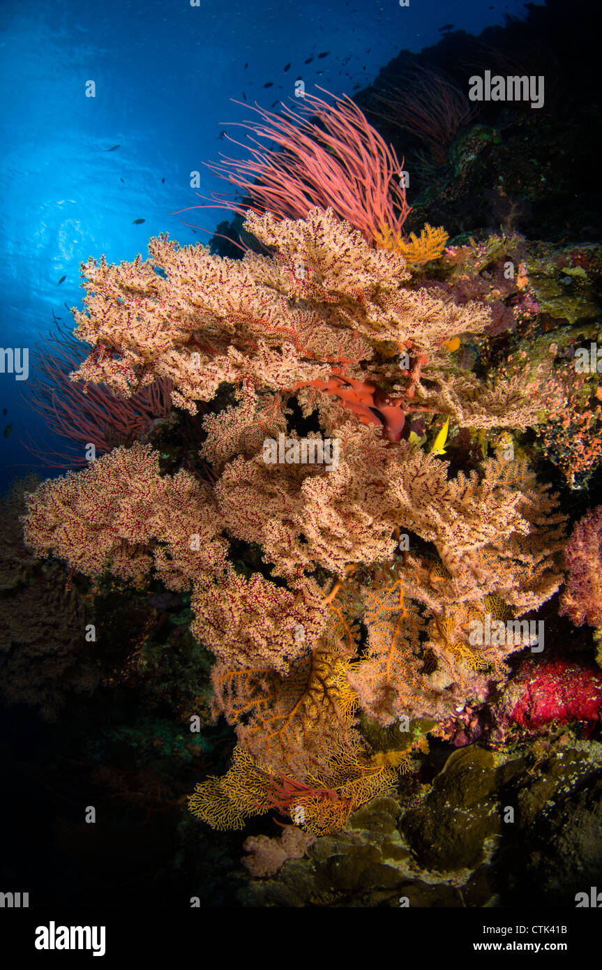 Gorgonien und Meer Peitschen. Australien Stockfoto