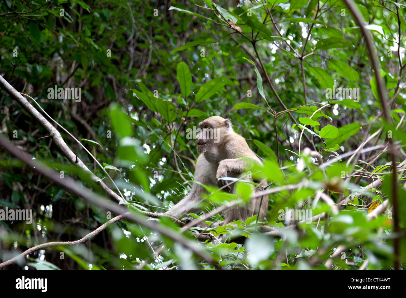 Eine goitrous Long-tailed Macaque im Erawan Nationalpark (Thailand). Makaken À Longue Queue Souffrant d ' un Kropf (Thaïlande). Stockfoto