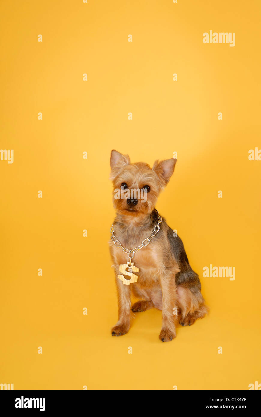 Ein Hip-hop-styled yorkie Hund trägt ein Dollarzeichen Halskette. Ein verdorbenes oder teuren Hund. Millennials verbringen mehr auf Hunde als andere Generationen Stockfoto