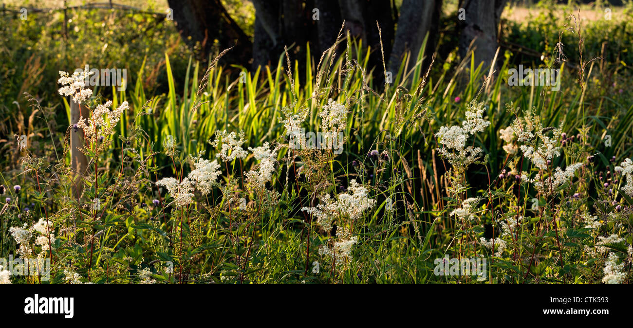 Mädesüß und Rasen mit Hintergrundbeleuchtung Stockfoto