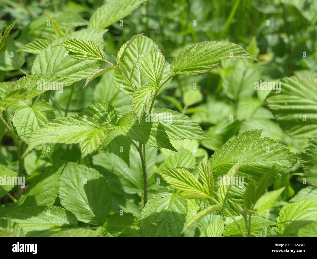 Blätter von Himbeer Strauch / Blätter Vom Himbeerstrauch Stockfoto
