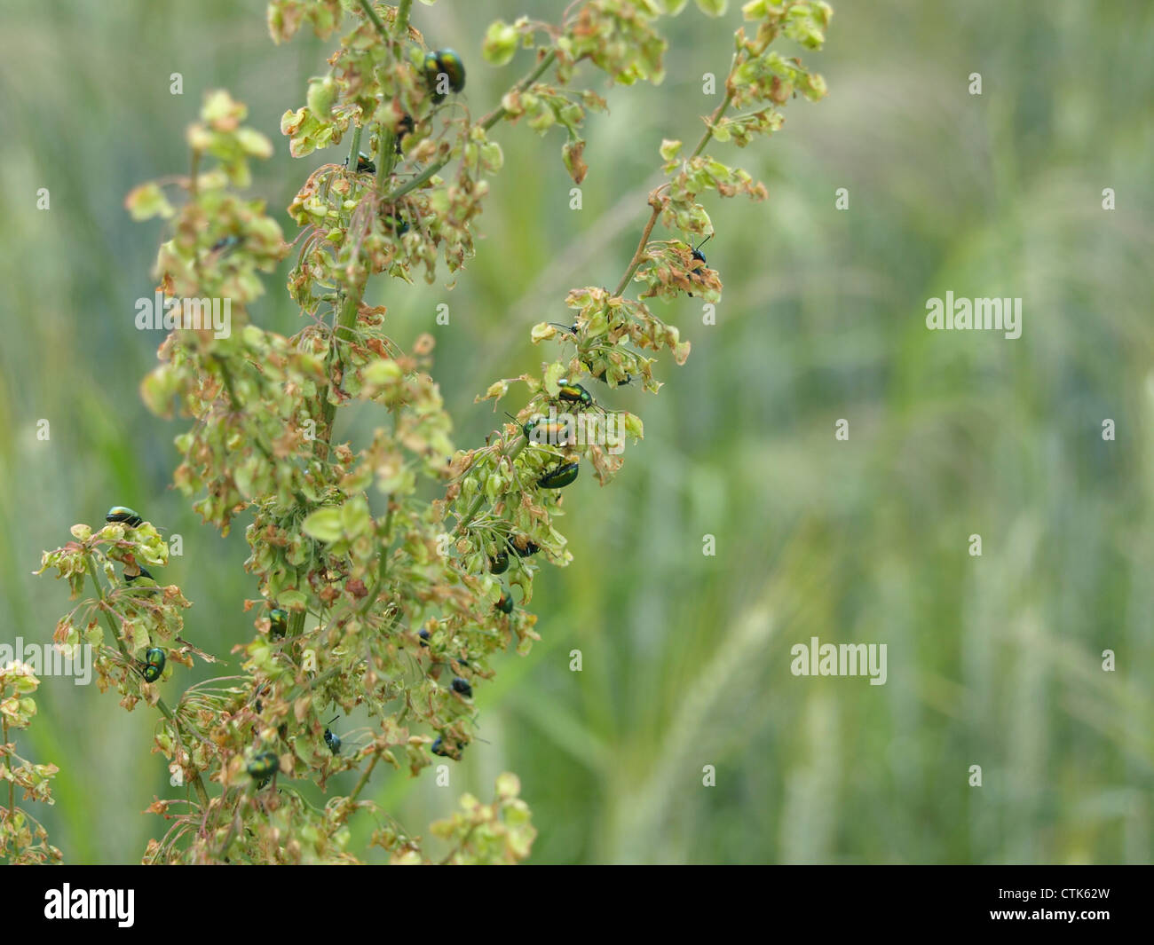 Käfer auf einer Pflanze Stockfoto