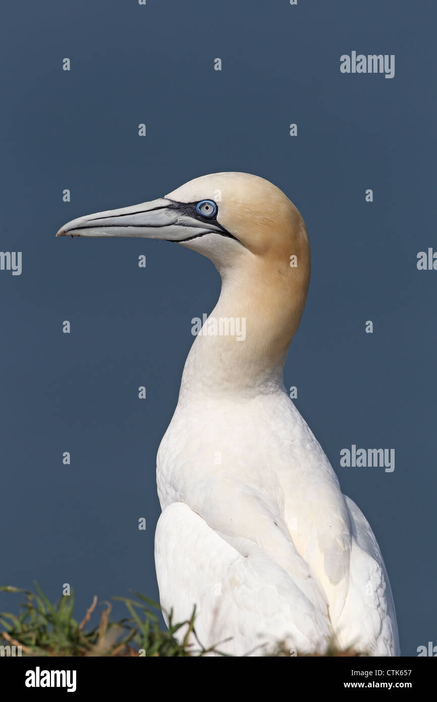 Basstölpel (Morus Bassanus) Stockfoto