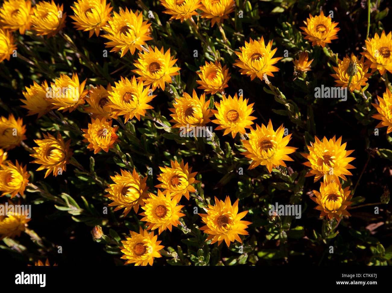 Ewige Gänseblümchen (Xerochrysum Viscosum) auf Razorback Trail nach Mt Feathertop (1922m), Alpine National Park, Victoria, Australien. Stockfoto