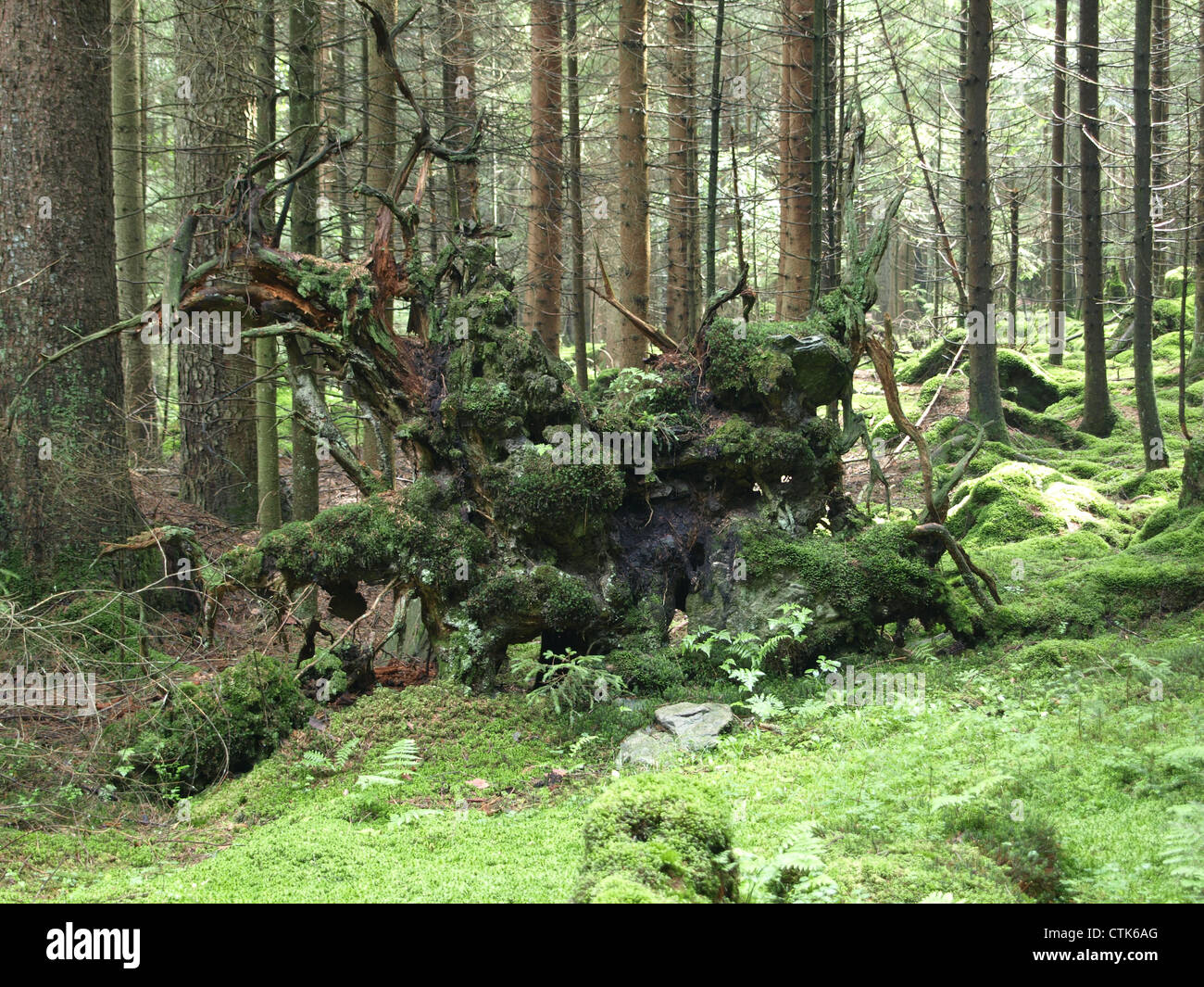 Holz-Landschaft mit Moos und umstürzenden Baum / Wald Landschaft Mit Wurzelstock von Entwurzeltem Baum Und Moos Stockfoto