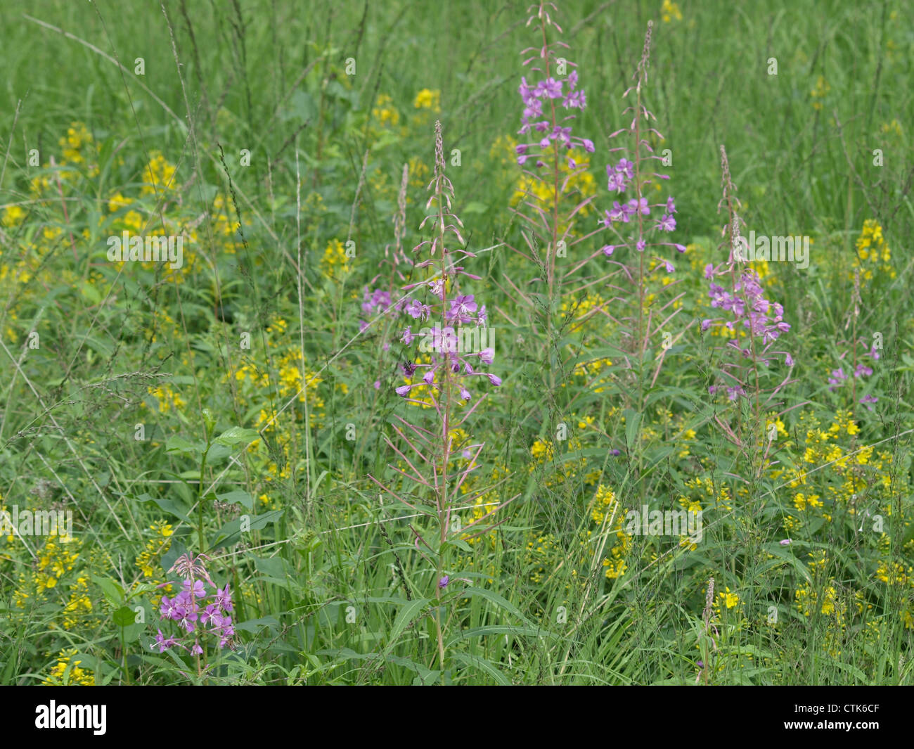 Wildblumenwiese im Hochmoor mit Weidenröschen und Garten Gilbweiderich