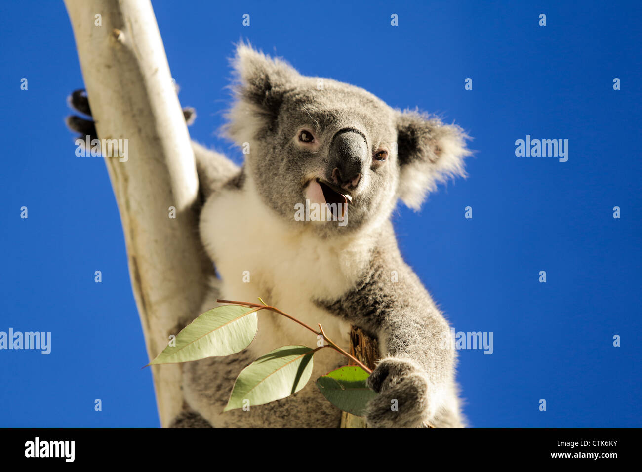 Koala glücklich kaute auf einem brance Stockfoto