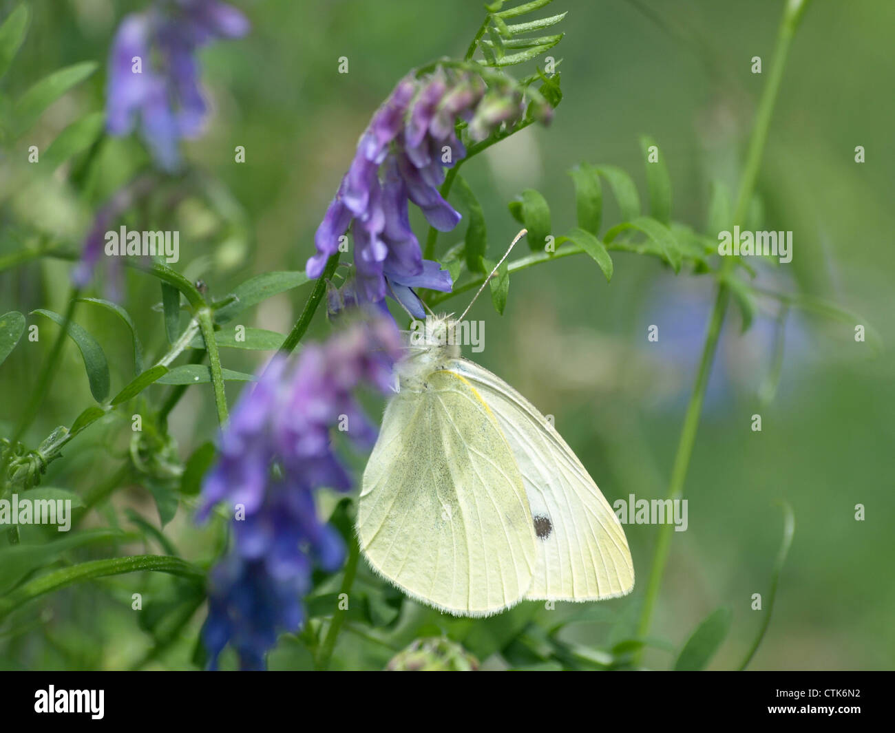 große weiße auf ein getufteter Wicke / Pieris Brassicae, Vicia Cracca / Großer Kohlweißling eine Vogel-Wicke Stockfoto