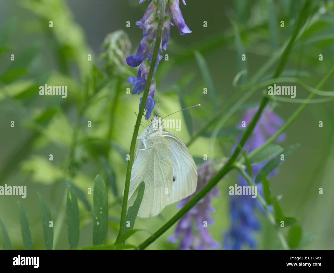 große weiße auf ein getufteter Wicke / Pieris Brassicae, Vicia Cracca / Großer Kohlweißling eine Vogel-Wicke Stockfoto