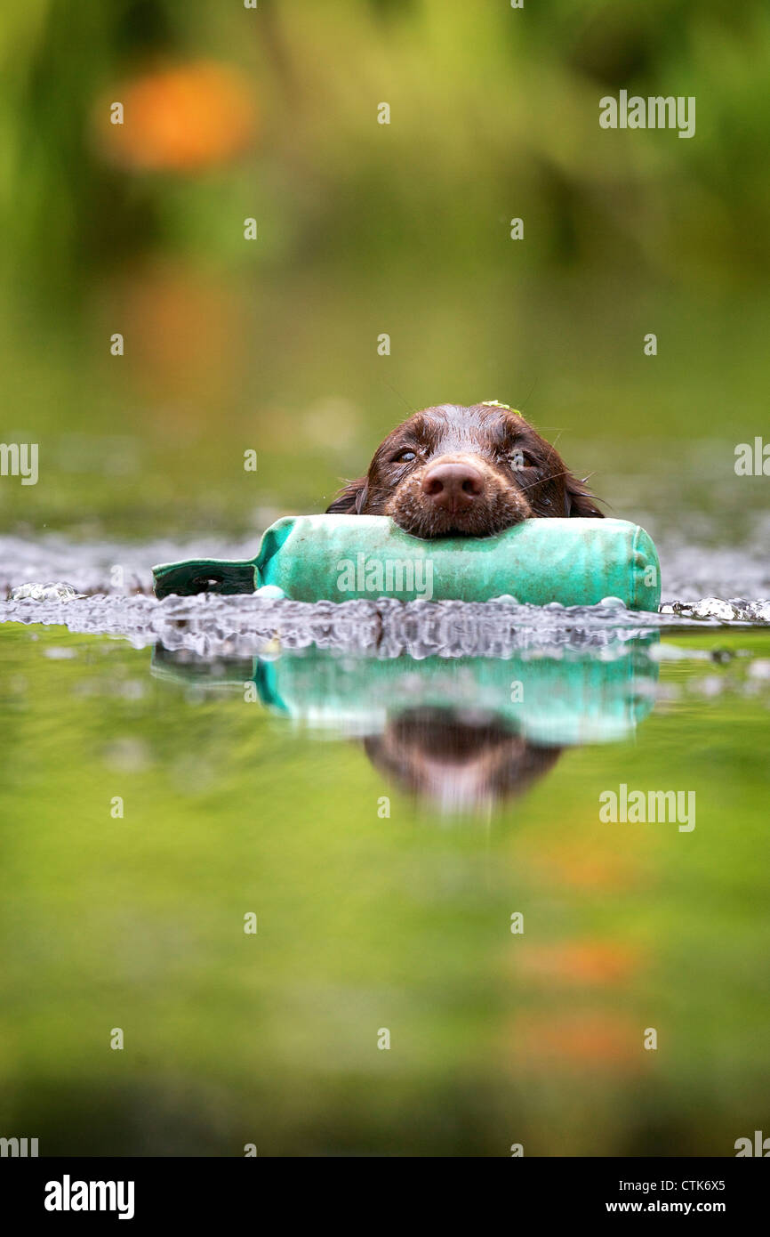 Cocker Spaniel abrufen eine Trainingspuppe aus Wasser Stockfoto