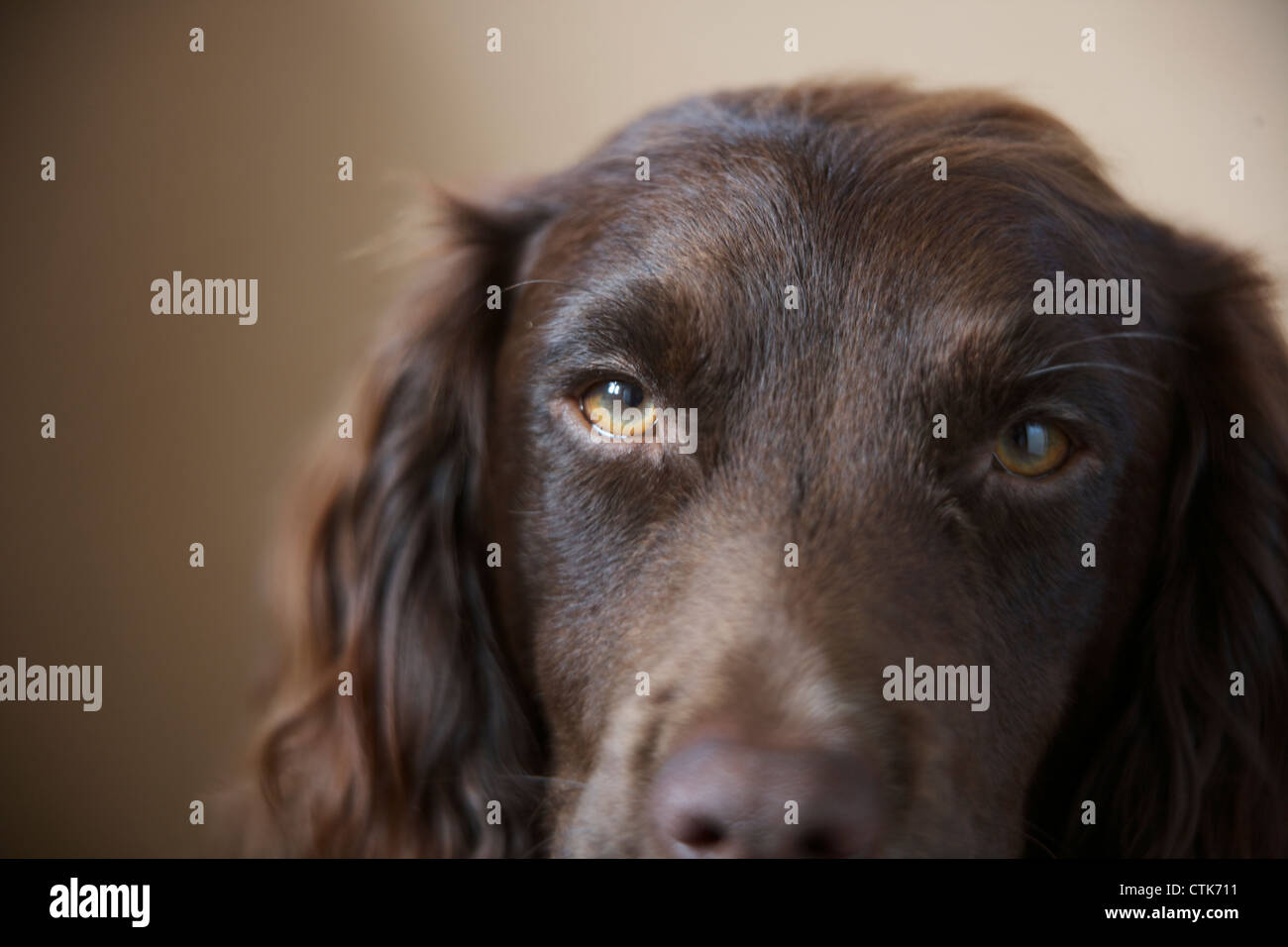 Engen Kopfschuss ein Working Cocker Spaniel, mit Schwerpunkt auf die Augen Stockfoto