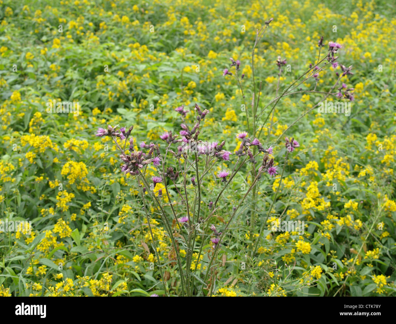 Wildblumenwiese mit Distel und gelb Gilbweiderich / Wildblumenwiese Mit Distel Und Gewöhnlichem Gilbweiderich Stockfoto