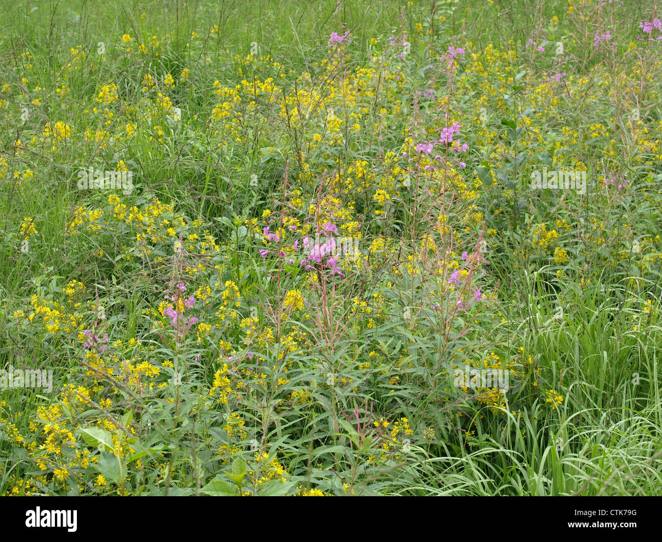 Wildblumenwiese im Hochmoor mit Weidenröschen und Garten Gilbweiderich