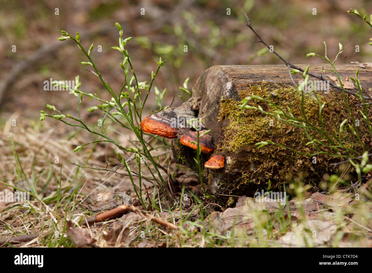 Holz Pilz Stockfoto