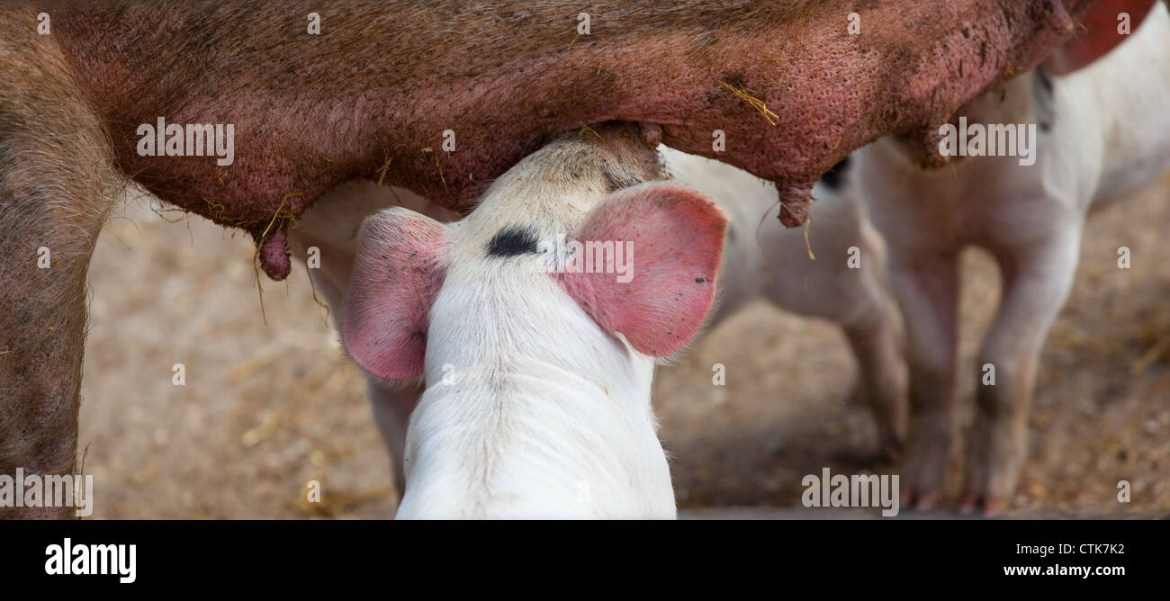 Ferkel füttern von seiner Mutter Stockfoto