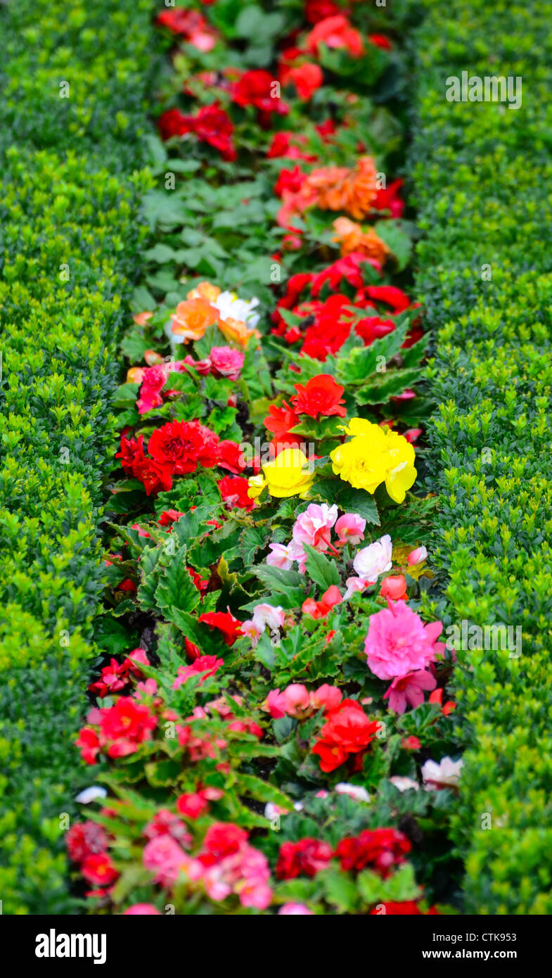 Schönen Blumengarten in Schönbrunn - Wien Stockfoto