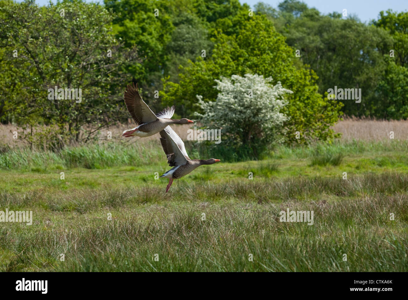 Graugänse (Anser Anser). Zuchtpaar, im Flug abheben. Norfolk Wildlife Trust Reserve, Hickling Broad, Norfolk. Stockfoto