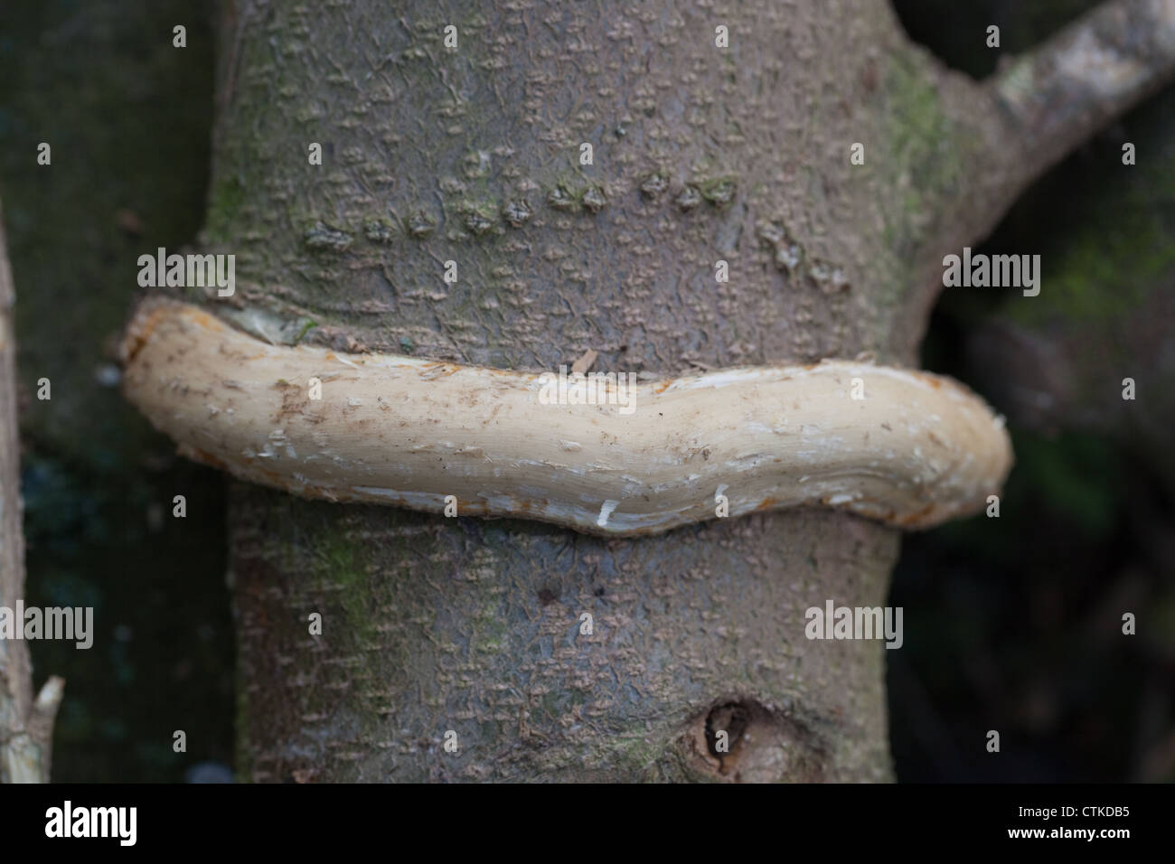 Kaninchen efeu -Fotos und -Bildmaterial in hoher Auflsung  Alamy