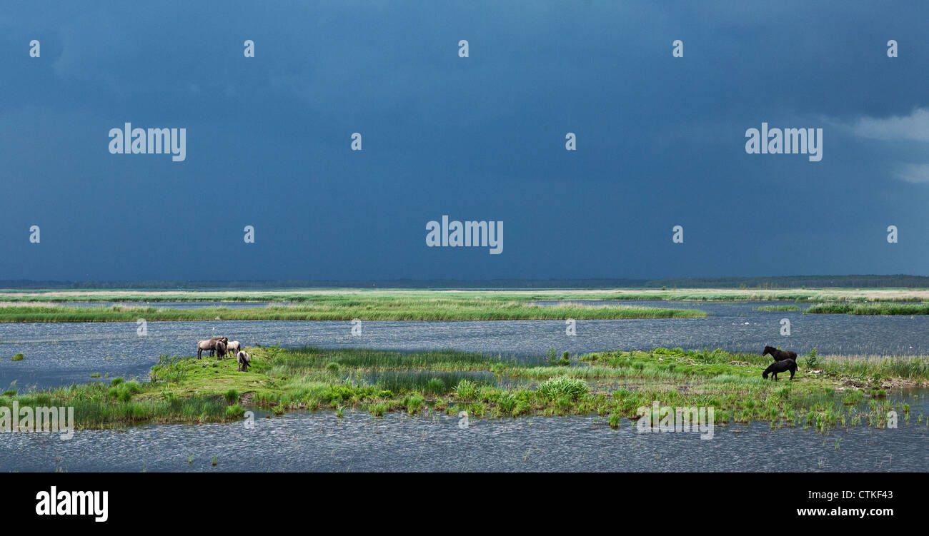 Fernen Gewitter und Tarpane Nachkommen züchten Konik polnische Wildpferde gesehen im See Engure Naturpark Lettland Stockfoto