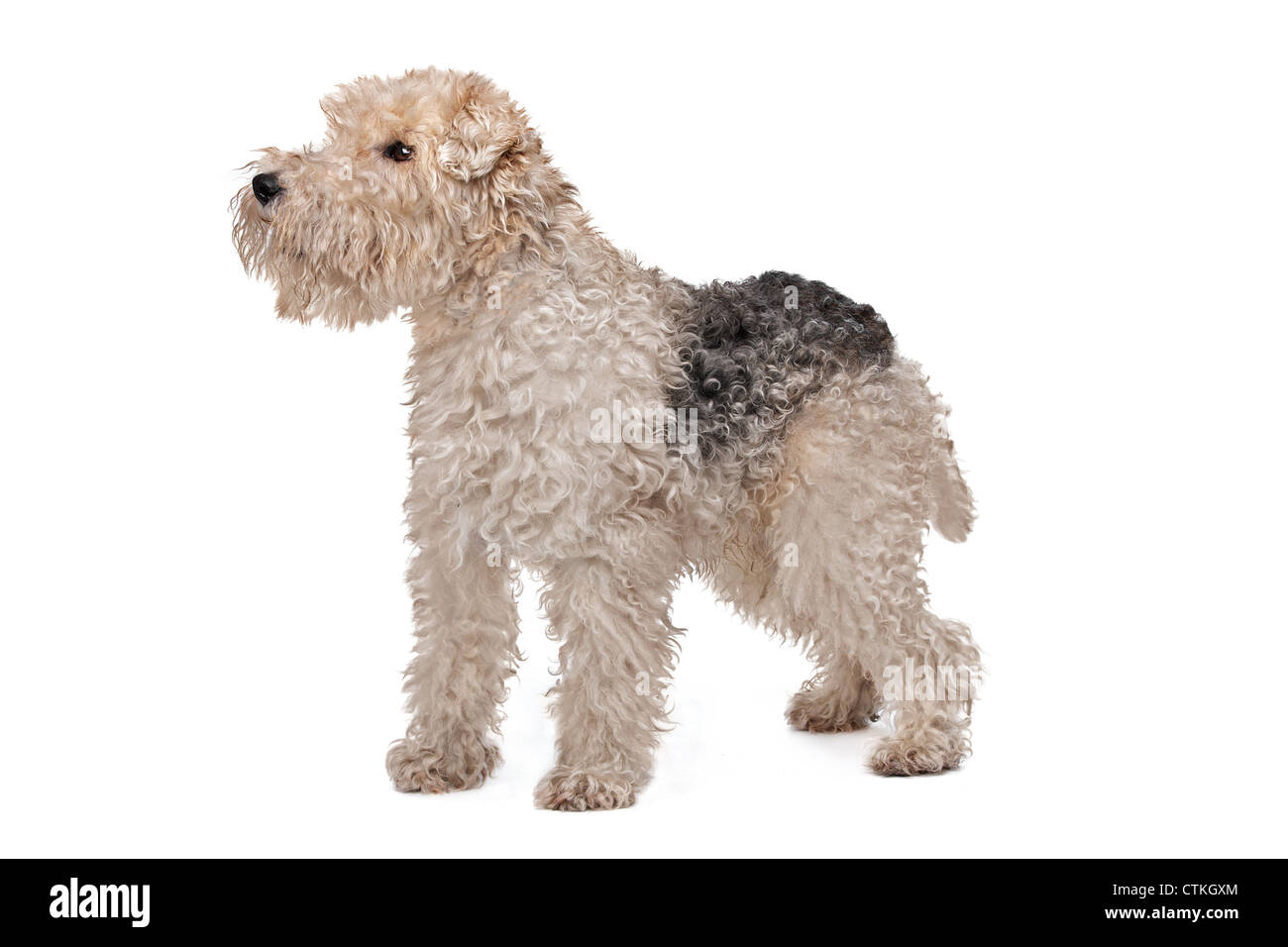 Wire Fox Terrier vor einem weißen Hintergrund Stockfoto