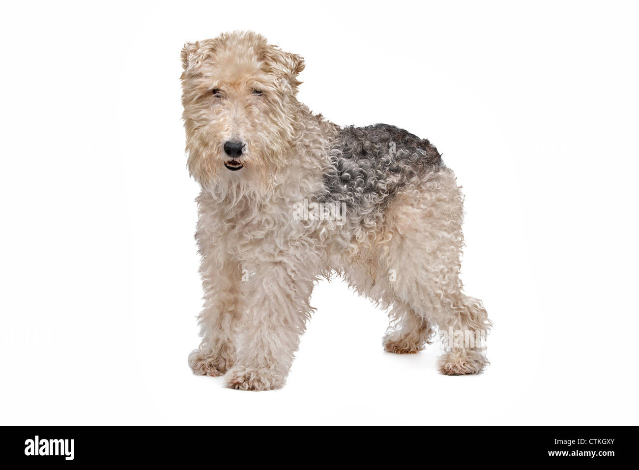 Wire Fox Terrier vor einem weißen Hintergrund Stockfoto