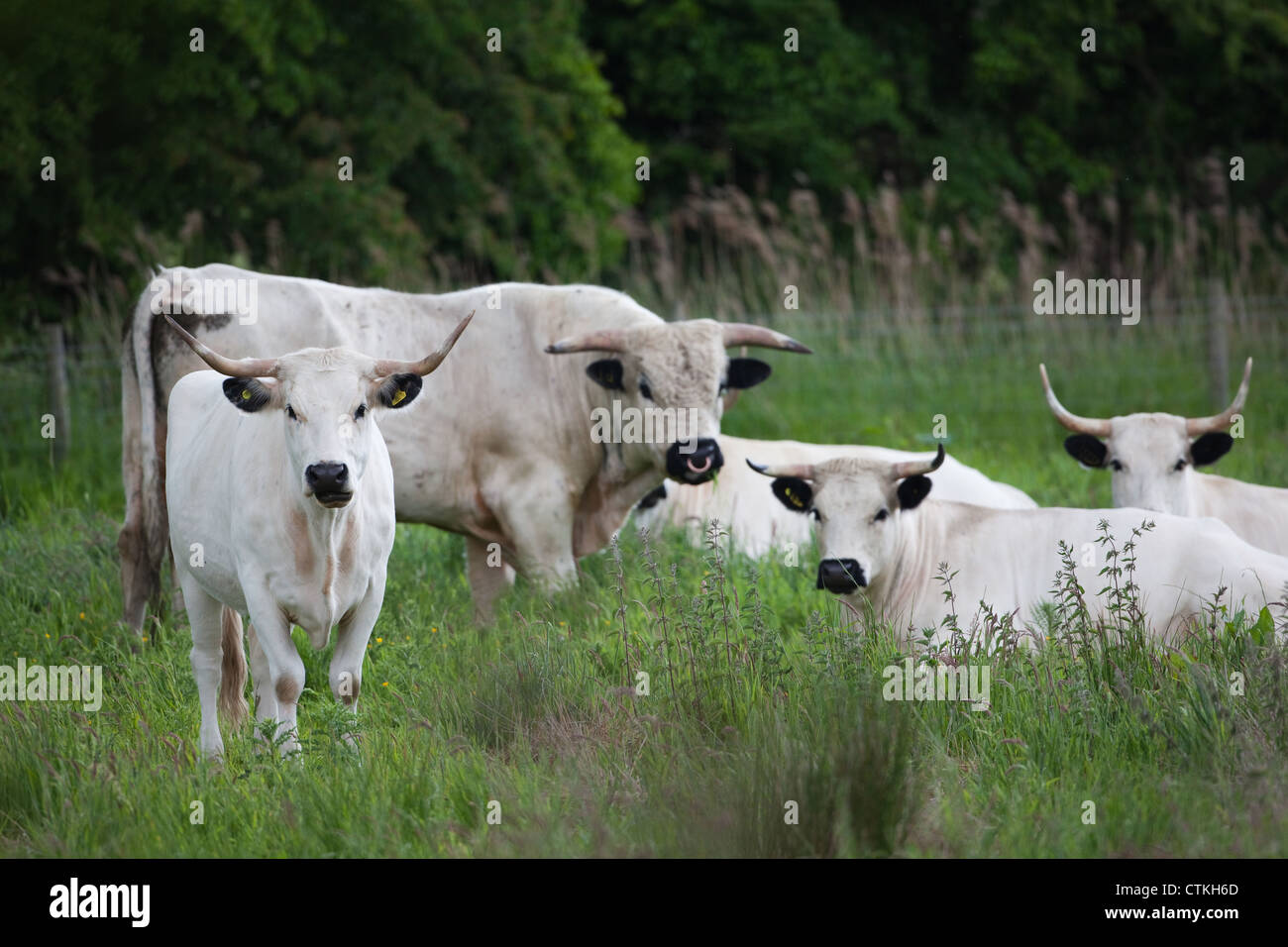 Britische White Park Kuh (Bos Taurus). Herde, Privatgrundstück, Norfolk. SSSI, Site of Special Scientific Interest Verwaltung verwendet. Stockfoto