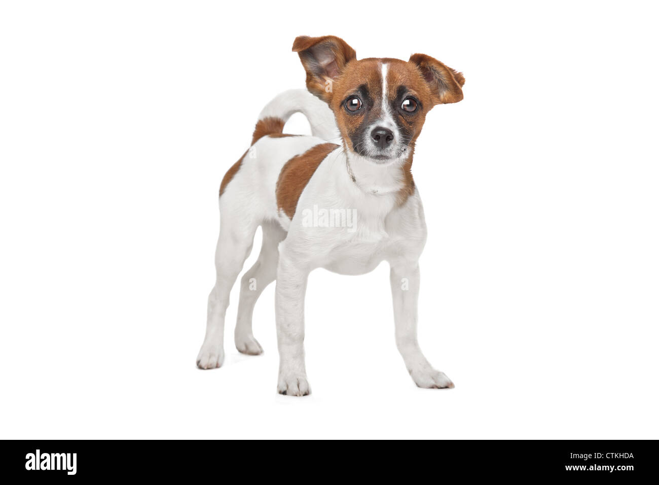 Jack Russel Chihuahua Stockfotos und -bilder Kaufen - Alamy