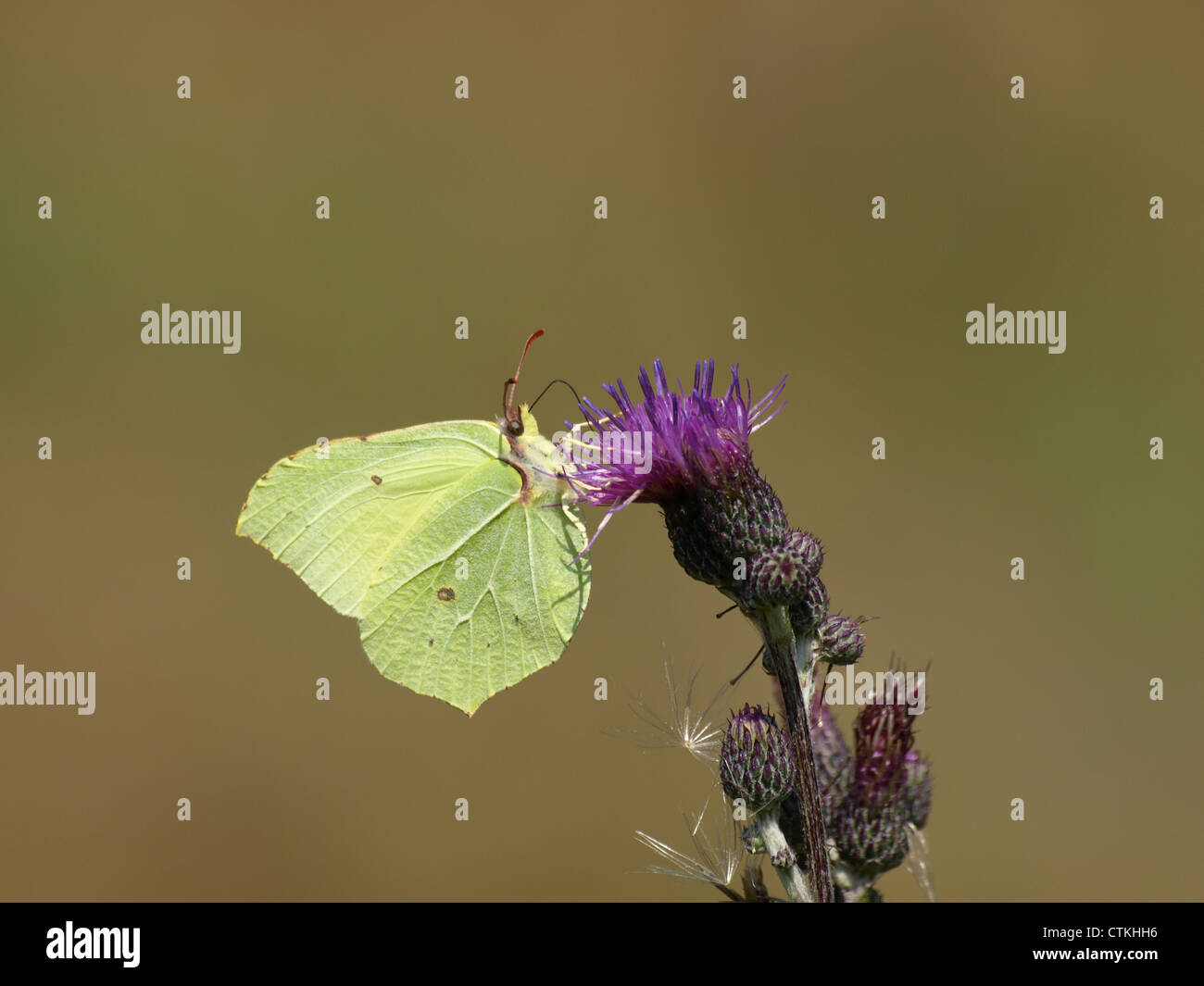 Gemeinsamen Schwefel / Gonepteryx Rhamni / Zitronenfalter Stockfoto