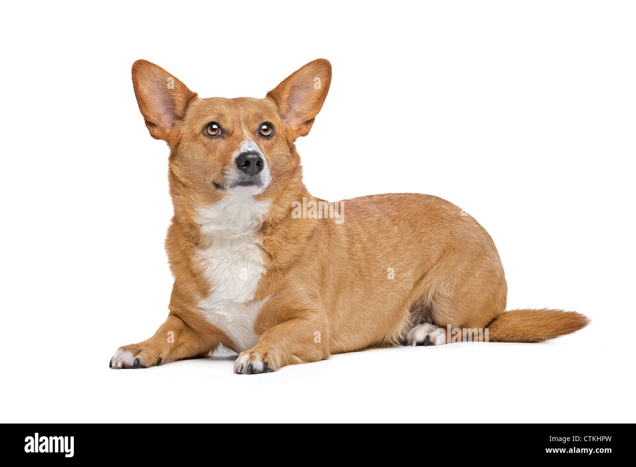 Mischling Hund. Corgi und Deutscher Schäferhund-mix Stockfotografie - Alamy