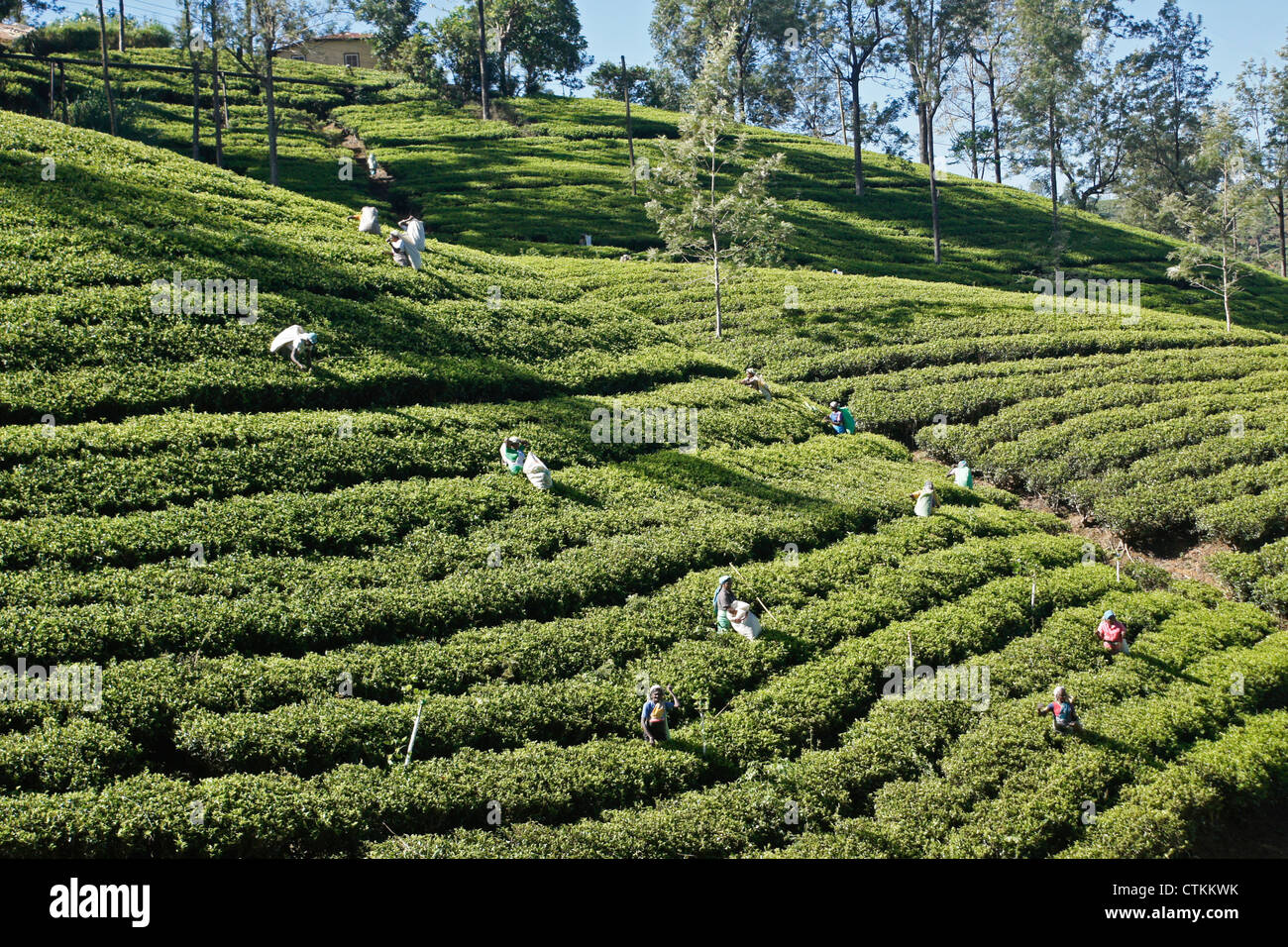 Arbeitnehmer auf Tee-Plantage in der Hill Country, Sri Lanka Stockfoto