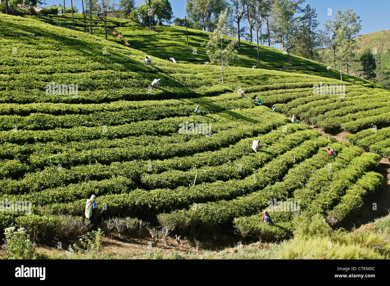 Arbeitnehmer auf Tee-Plantage in der Hill Country, Sri Lanka Stockfoto