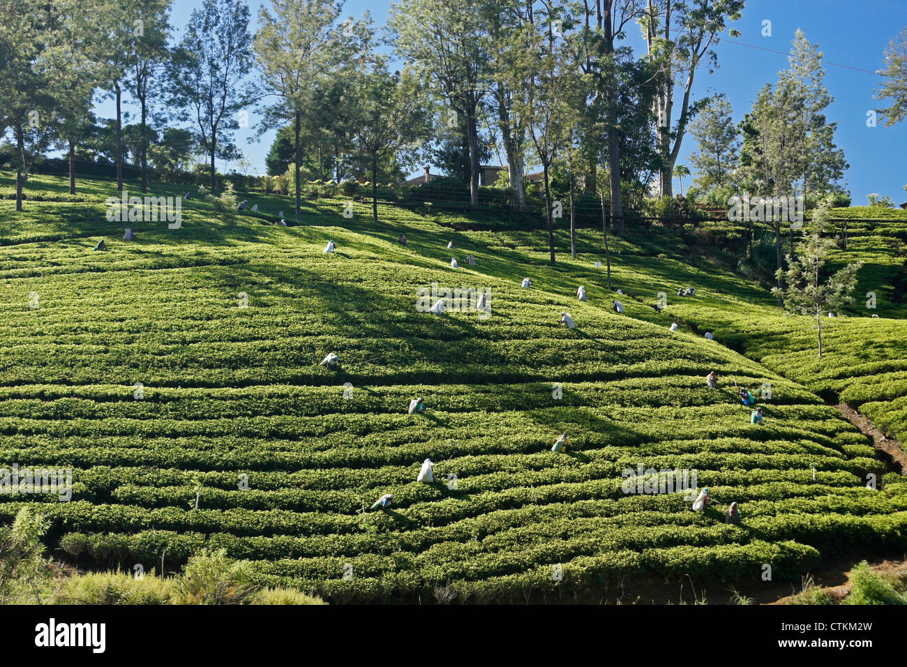 Arbeitnehmer auf Tee-Plantage in der Hill Country, Sri Lanka Stockfoto