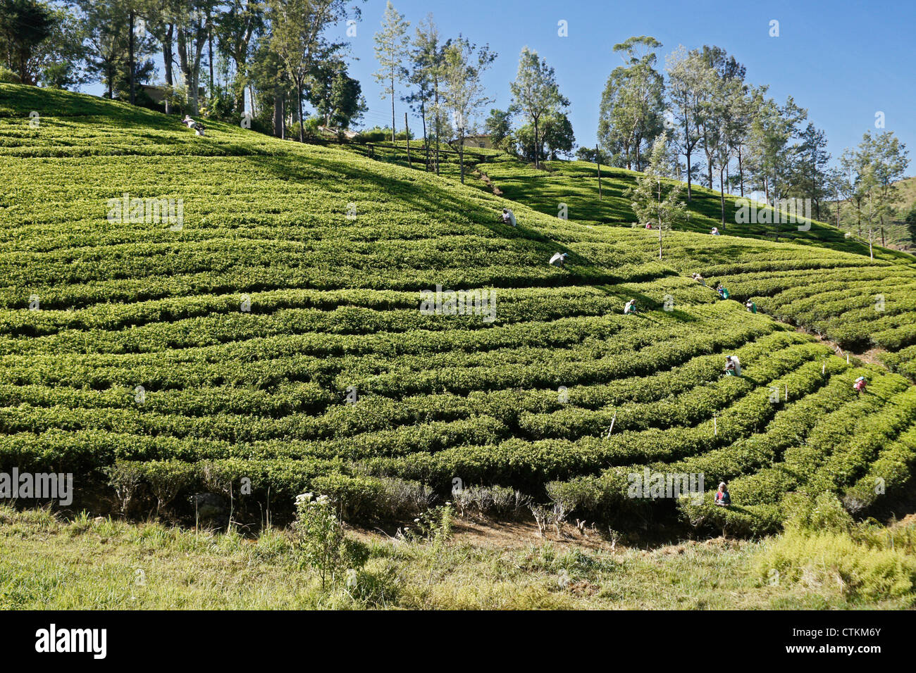 Arbeitnehmer auf Tee-Plantage in der Hill Country, Sri Lanka Stockfoto