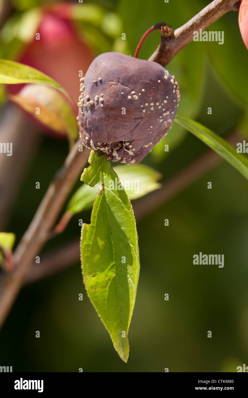 Rotton Pflaumen am Baum mit Hefe Wachstum Pflaume Lizzie - Prunus domestica Stockfoto