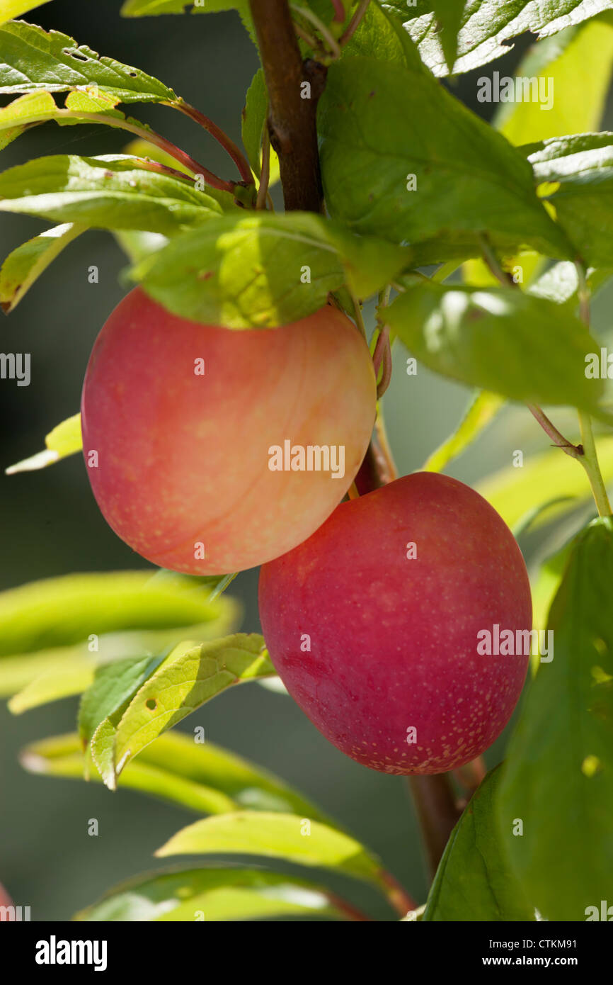 zwei reife Pflaumen, Pflaume Lizzie - Prunus Domestica, - gelb rot - Zweig des Baumes Stockfoto