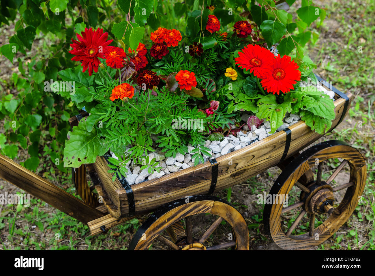 Anbau von Blumen im Garten Wagen Stockfoto