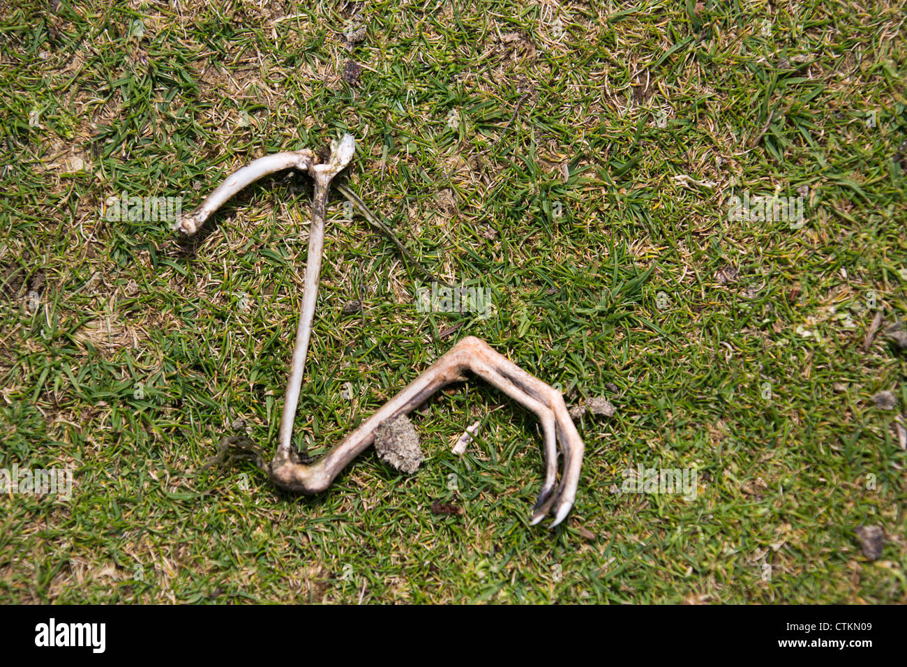 Skelett eines toten Vogel (Manx Shearwater) auf der Insel Skomer, Pembrokeshire Wales gefunden. Stockfoto