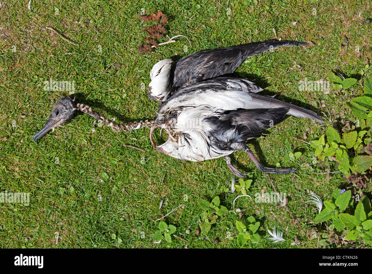 Skelett eines toten Vogel (Manx Shearwater) auf der Insel Skomer, Pembrokeshire Wales gefunden. Stockfoto