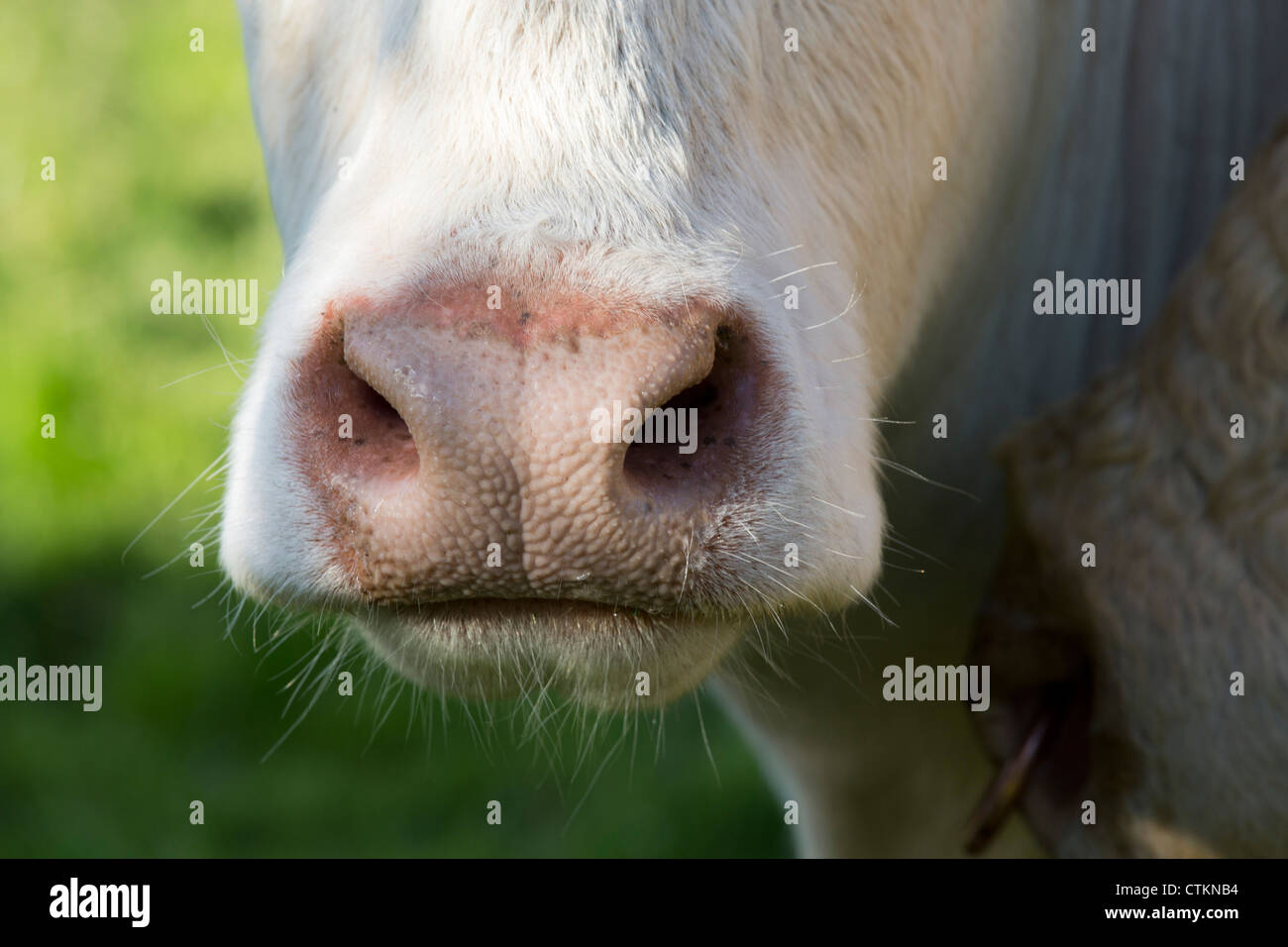 Charolais Kuh Closeup Nase in einem Feld in Pembrokeshire Wales UK 120822 Charolais Stockfoto
