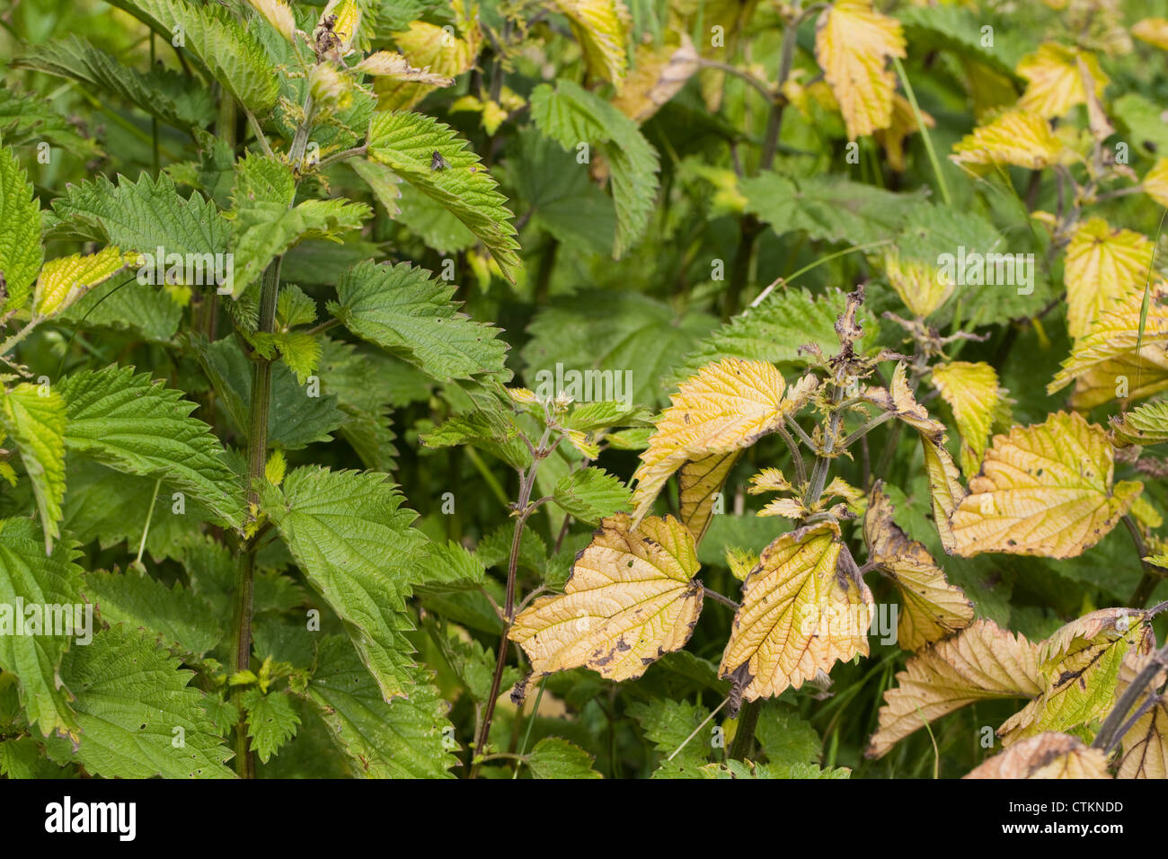 Brennnessel (Urtica Dioica) Blätter. Gelber Farbe zeigt, dass die Pflanze auf der Empfängerseite des Herbizids direkt oder von Winddrift wurde. Stockfoto