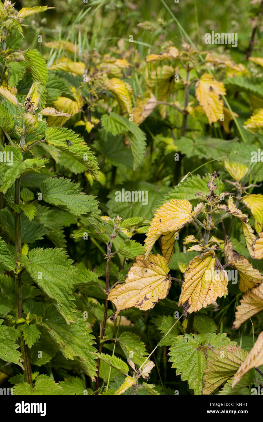 Brennnessel (Urtica Dioica) Blätter. Gelber Farbe zeigt, dass die Pflanze auf der Empfängerseite des Herbizids direkt oder von Winddrift wurde. Stockfoto