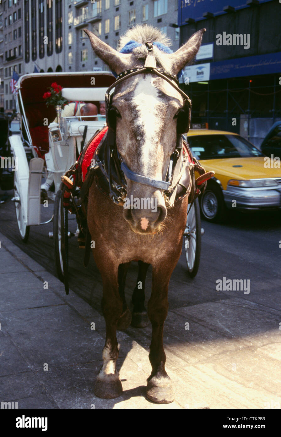 Pferd und Kutsche in New York City. Stockfoto