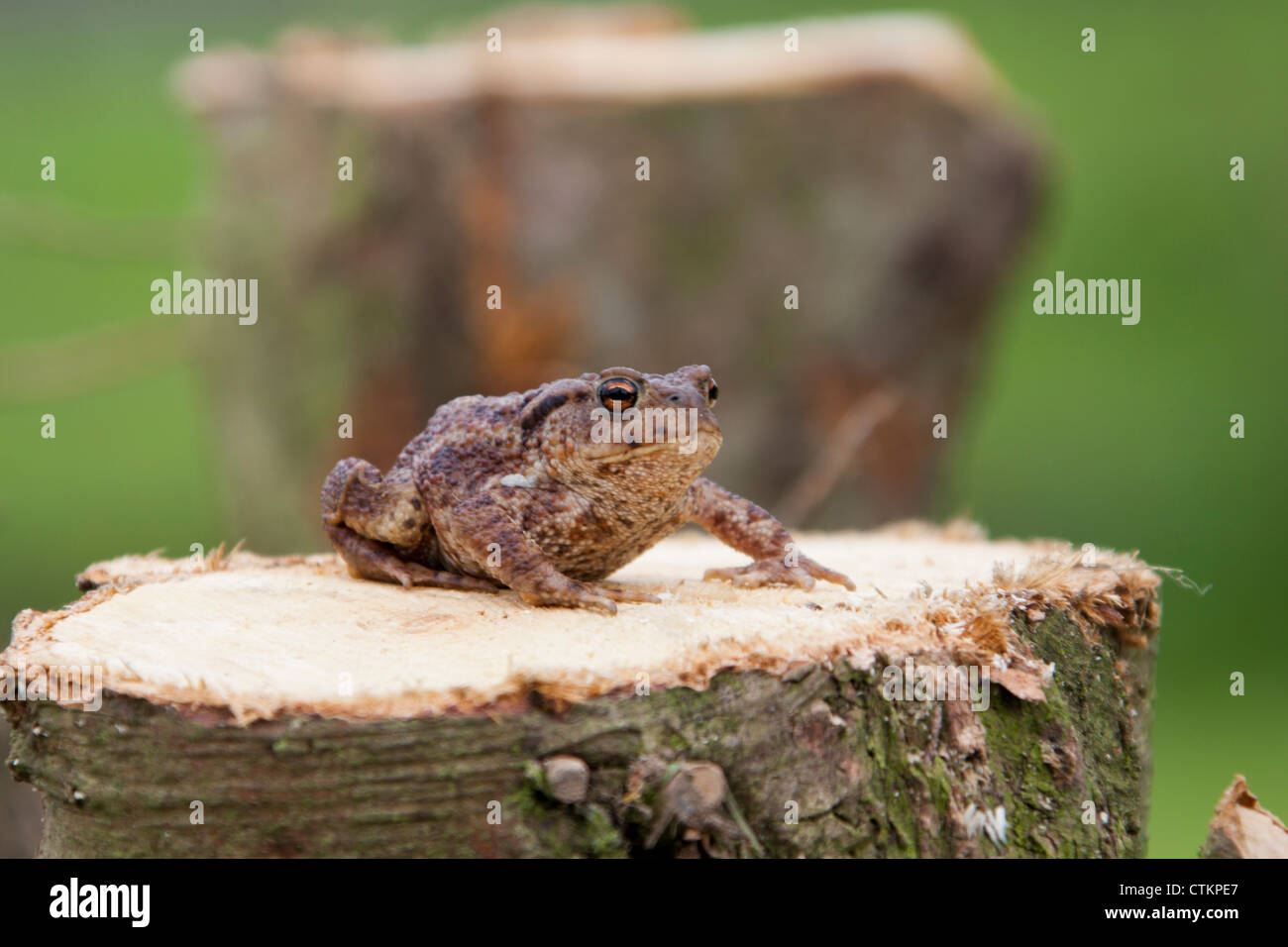 Kröte (Bufo Bufo) Grasfrosch ruht auf Baumstumpf 127632_Frog Stockfoto
