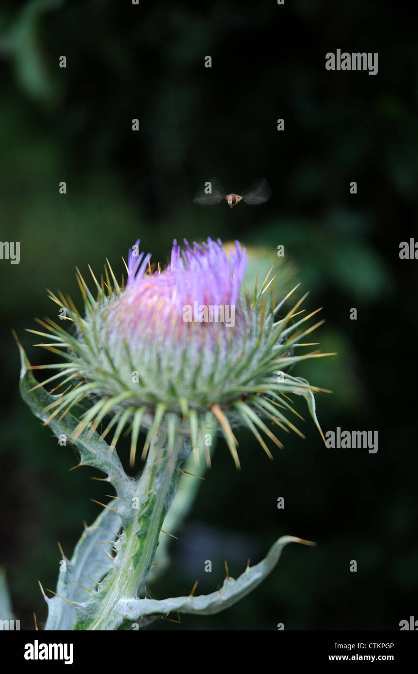 Schwebfliege auf einer Distel Blume Stockfoto