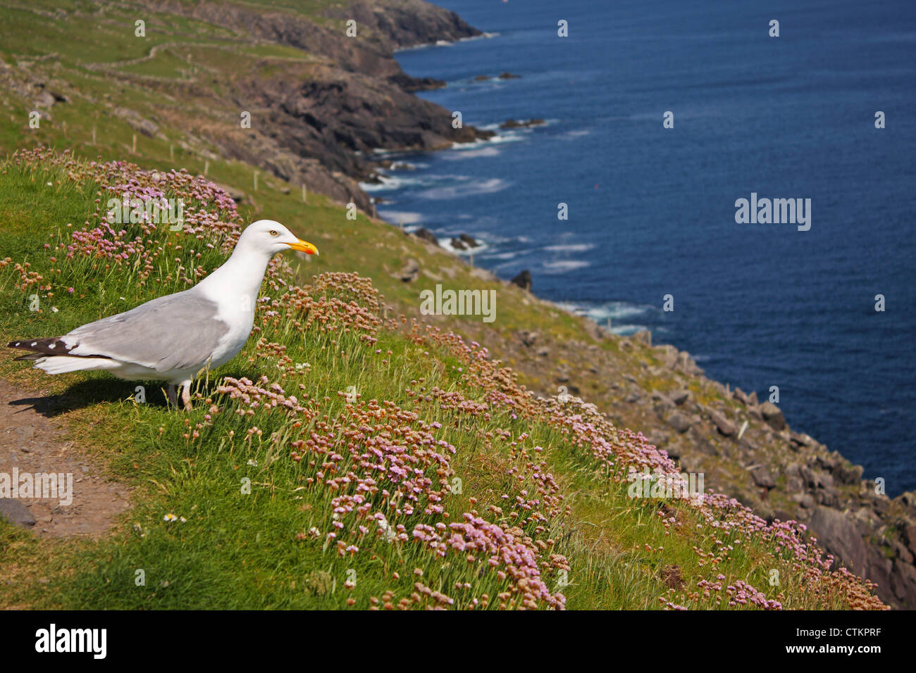 Europäische Silbermöwe (Larus Argentatus) thront auf einem Felsen am Slea Head auf der Dingle-Halbinsel; County Kerry, Munster, Irland Stockfoto